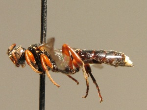  (Barichneumon anator - BC ZSM HYM 02515)  @11 [ ] CreativeCommons - Attribution Non-Commercial Share-Alike (2010) Stefan Schmidt SNSB, Zoologische Staatssammlung Muenchen