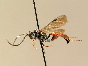  (Barichneumon bilunulatus - BC ZSM HYM 02516)  @11 [ ] CreativeCommons - Attribution Non-Commercial Share-Alike (2010) Stefan Schmidt SNSB, Zoologische Staatssammlung Muenchen
