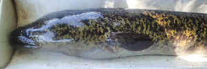  ( - AER2274)  @11 [ ] CreativeCommons - Attribution Non-Commercial Share-Alike (2017) Céline Hanzen Aquatic Ecosystem Programme University of KwaZulu Natal