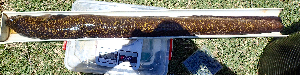 ( - AER2304)  @11 [ ] CreativeCommons - Attribution Non-Commercial Share-Alike (2017) Céline Hanzen Aquatic Ecosystem Programme University of KwaZulu Natal