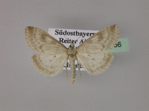  ( - BC ZSM Lep 22956)  @12 [ ] Copyright (2010) Axel Hausmann/Bavarian State Collection of Zoology (ZSM) SNSB, Zoologische Staatssammlung Muenchen