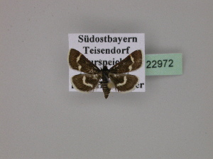  ( - BC ZSM Lep 22972)  @12 [ ] Copyright (2010) Axel Hausmann/Bavarian State Collection of Zoology (ZSM) SNSB, Zoologische Staatssammlung Muenchen
