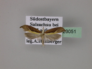  ( - BC ZSM Lep 23051)  @12 [ ] Copyright (2010) Axel Hausmann/Bavarian State Collection of Zoology (ZSM) SNSB, Zoologische Staatssammlung Muenchen