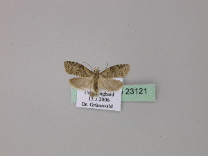  ( - BC ZSM Lep 23121)  @12 [ ] Copyright (2010) Axel Hausmann/Bavarian State Collection of Zoology (ZSM) SNSB, Zoologische Staatssammlung Muenchen