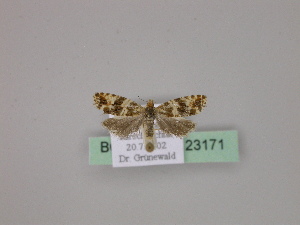  ( - BC ZSM Lep 23171)  @11 [ ] Copyright (2010) Axel Hausmann/Bavarian State Collection of Zoology (ZSM) SNSB, Zoologische Staatssammlung Muenchen