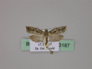  ( - BC ZSM Lep 23187)  @12 [ ] Copyright (2010) Axel Hausmann/Bavarian State Collection of Zoology (ZSM) SNSB, Zoologische Staatssammlung Muenchen