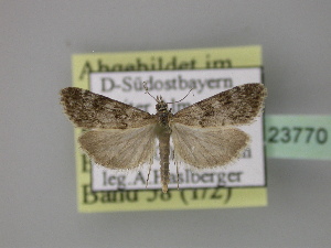  ( - BC ZSM Lep 23770)  @13 [ ] Copyright (2010) Axel Hausmann/Bavarian State Collection of Zoology (ZSM) SNSB, Zoologische Staatssammlung Muenchen
