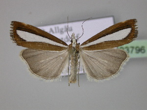  (Catoptria pyramidellus - BC ZSM Lep 23796)  @14 [ ] Copyright (2010) Axel Hausmann/Bavarian State Collection of Zoology (ZSM) SNSB, Zoologische Staatssammlung Muenchen