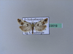  ( - BC ZSM Lep 23519)  @12 [ ] Copyright (2010) Axel Hausmann/Bavarian State Collection of Zoology (ZSM) SNSB, Zoologische Staatssammlung Muenchen