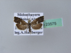  ( - BC ZSM Lep 23575)  @11 [ ] Copyright (2010) Axel Hausmann/Bavarian State Collection of Zoology (ZSM) SNSB, Zoologische Staatssammlung Muenchen
