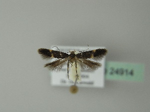  ( - BC ZSM Lep 24914)  @12 [ ] Copyright (2010) Axel Hausmann/Bavarian State Collection of Zoology (ZSM) SNSB, Zoologische Staatssammlung Muenchen