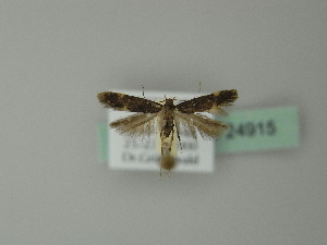  ( - BC ZSM Lep 24915)  @12 [ ] Copyright (2010) Axel Hausmann/Bavarian State Collection of Zoology (ZSM) SNSB, Zoologische Staatssammlung Muenchen