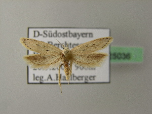  ( - BC ZSM Lep 25036)  @13 [ ] Copyright (2010) Axel Hausmann/Bavarian State Collection of Zoology (ZSM) SNSB, Zoologische Staatssammlung Muenchen
