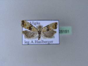  ( - BC ZSM Lep 25151)  @12 [ ] Copyright (2010) Axel Hausmann/Bavarian State Collection of Zoology (ZSM) SNSB, Zoologische Staatssammlung Muenchen