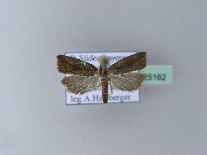  ( - BC ZSM Lep 25162)  @12 [ ] Copyright (2010) Axel Hausmann/Bavarian State Collection of Zoology (ZSM) SNSB, Zoologische Staatssammlung Muenchen