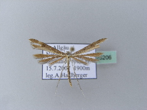  ( - BC ZSM Lep 25206)  @12 [ ] Copyright (2010) Axel Hausmann/Bavarian State Collection of Zoology (ZSM) SNSB, Zoologische Staatssammlung Muenchen