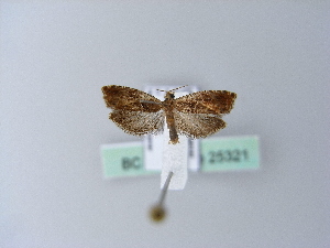  ( - BC ZSM Lep 25321)  @12 [ ] CreativeCommons - Attribution Non-Commercial Share-Alike (2010) Axel Hausmann SNSB, Zoologische Staatssammlung Muenchen