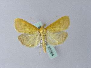  ( - BC ZSM Lep 25384)  @12 [ ] CreativeCommons - Attribution Non-Commercial Share-Alike (2010) Axel Hausmann SNSB, Zoologische Staatssammlung Muenchen