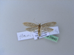  ( - BC ZSM Lep 25643)  @13 [ ] Copyright (2010) Axel Hausmann/Bavarian State Collection of Zoology (ZSM) SNSB, Zoologische Staatssammlung Muenchen
