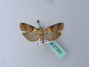  ( - BC ZSM Lep 27001)  @12 [ ] CreativeCommons - Attribution Non-Commercial Share-Alike (2010) Axel Hausmann SNSB, Zoologische Staatssammlung Muenchen