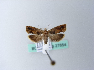  ( - BC ZSM Lep 27854)  @12 [ ] CreativeCommons - Attribution Non-Commercial Share-Alike (2010) Axel Hausmann SNSB, Zoologische Staatssammlung Muenchen