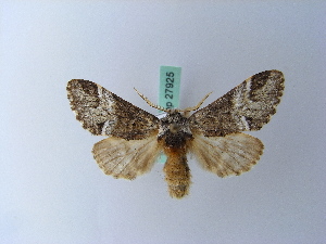  ( - BC ZSM Lep 27925)  @13 [ ] CreativeCommons - Attribution Non-Commercial Share-Alike (2010) Axel Hausmann SNSB, Zoologische Staatssammlung Muenchen