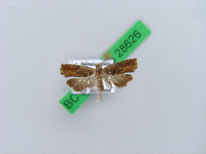  ( - BC ZSM Lep 28626)  @12 [ ] CreativeCommons - Attribution Non-Commercial Share-Alike (2010) Axel Hausmann SNSB, Zoologische Staatssammlung Muenchen