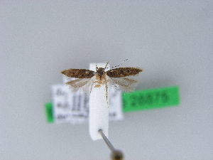  ( - BC ZSM Lep 28875)  @12 [ ] CreativeCommons - Attribution Non-Commercial Share-Alike (2010) Axel Hausmann SNSB, Zoologische Staatssammlung Muenchen