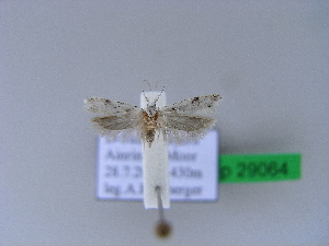  ( - BC ZSM Lep 29064)  @12 [ ] Copyright (2010) Axel Hausmann/Bavarian State Collection of Zoology (ZSM) SNSB, Zoologische Staatssammlung Muenchen