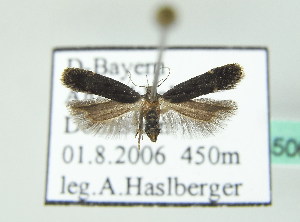  ( - BC ZSM Lep 35065)  @13 [ ] Copyright (2010) Axel Hausmann/Bavarian State Collection of Zoology (ZSM) SNSB, Zoologische Staatssammlung Muenchen