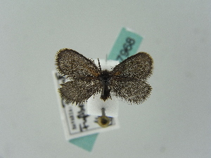  ( - BC ZSM Lep 37968)  @11 [ ] Copyright (2010) Axel Hausmann/Bavarian State Collection of Zoology (ZSM) SNSB, Zoologische Staatssammlung Muenchen