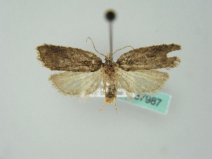  ( - BC ZSM Lep 37987)  @13 [ ] CreativeCommons - Attribution Non-Commercial Share-Alike (2010) Axel Hausmann SNSB, Zoologische Staatssammlung Muenchen