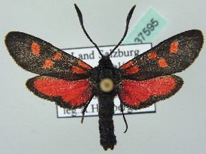  (Zygaena angelicae - BC ZSM Lep 37595)  @15 [ ] CreativeCommons - Attribution Non-Commercial Share-Alike (2010) SNSB, Zoologische Staatssammlung Muenchen SNSB, Zoologische Staatssammlung Muenchen