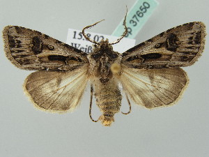  (Agrotis vestigialis - BC ZSM Lep 37650)  @15 [ ] CreativeCommons - Attribution Non-Commercial Share-Alike (2010) SNSB, Zoologische Staatssammlung Muenchen SNSB, Zoologische Staatssammlung Muenchen