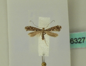  ( - BC ZSM Lep 46327)  @13 [ ] CreativeCommons - Attribution Non-Commercial Share-Alike (2010) SNSB, Zoologische Staatssammlung Muenchen SNSB, Zoologische Staatssammlung Muenchen