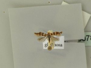  ( - BC ZSM Lep 50786)  @12 [ ] CreativeCommons - Attribution Non-Commercial Share-Alike (2010) Andreas Segerer SNSB, Zoologische Staatssammlung Muenchen