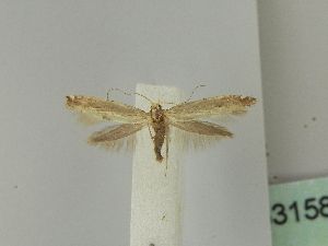  ( - BC ZSM Lep 53158)  @13 [ ] CreativeCommons - Attribution Non-Commercial Share-Alike (2010) Andreas Segerer SNSB, Zoologische Staatssammlung Muenchen