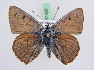  (Lycaena alciphron - BC ZSM Lep 51429)  @14 [ ] CreativeCommons - Attribution Non-Commercial Share-Alike (2010) SNSB, Zoologische Staatssammlung Muenchen SNSB, Zoologische Staatssammlung Muenchen