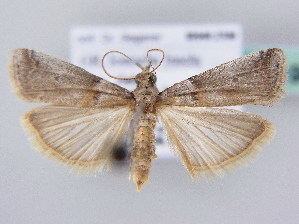  (Acrobasis glaucella - BC ZSM Lep 61190)  @15 [ ] CreativeCommons - Attribution Non-Commercial Share-Alike (2010) SNSB, Zoologische Staatssammlung Muenchen SNSB, Zoologische Staatssammlung Muenchen