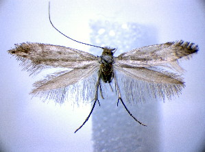  ( - BC ZSM Lep 61353)  @13 [ ] CreativeCommons - Attribution Non-Commercial Share-Alike (2010) SNSB, Zoologische Staatssammlung Muenchen SNSB, Zoologische Staatssammlung Muenchen