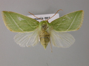  ( - BC ZSM Lep 21208)  @13 [ ] CreativeCommons - Attribution Non-Commercial Share-Alike (2010) Axel Hausmann SNSB, Zoologische Staatssammlung Muenchen