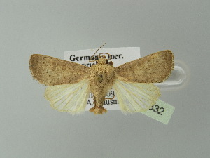  ( - BC ZSM Lep 30332)  @13 [ ] CreativeCommons - Attribution Non-Commercial Share-Alike (2012) Axel Hausmann SNSB, Zoologische Staatssammlung Muenchen