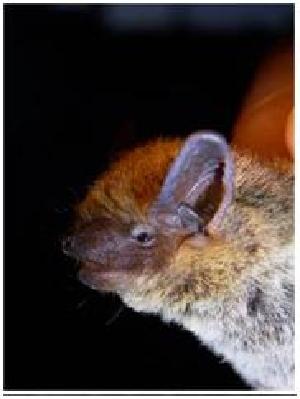  (Pipistrellus kuhlii - BFB_Col_Mamma_0048)  @12 [ ] CreativeCommons - Attribution Non-Commercial Share-Alike (2010) SNSB, Zoologische Staatssammlung Muenchen SNSB, Zoologische Staatssammlung Muenchen