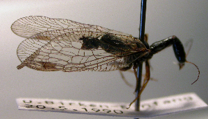  ( - BC ZSM NEU 00095)  @11 [ ] CreativeCommons - Attribution Non-Commercial Share-Alike (2010) Stefan Schmidt SNSB, Zoologische Staatssammlung Muenchen