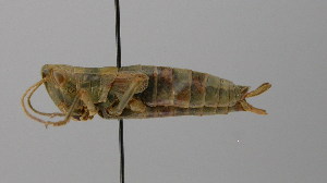  ( - BC ZSM ORT 00061)  @13 [ ] CreativeCommons - Attribution Non-Commercial Share-Alike (2010) Stefan Schmidt SNSB, Zoologische Staatssammlung Muenchen