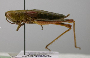  ( - BC ZSM ORT 00062)  @13 [ ] CreativeCommons - Attribution Non-Commercial Share-Alike (2010) Stefan Schmidt SNSB, Zoologische Staatssammlung Muenchen