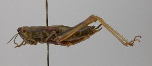  ( - BC ZSM ORT 00063)  @13 [ ] CreativeCommons - Attribution Non-Commercial Share-Alike (2010) Stefan Schmidt SNSB, Zoologische Staatssammlung Muenchen