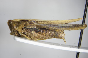  ( - GBOL00217)  @12 [ ] CreativeCommons - Attribution Non-Commercial Share-Alike (2015) SNSB, Zoologische Staatssammlung Muenchen SNSB, Zoologische Staatssammlung Muenchen