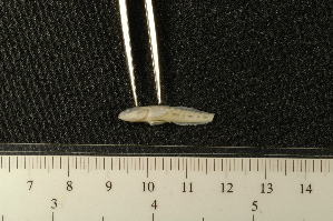  (Neogobius fluviatilis - BayFi 11085)  @12 [ ] CreativeCommons - Attribution Non-Commercial No Derivatives (2010) SNSB, Zoologische Staatssammlung Muenchen SNSB, Zoologische Staatssammlung Muenchen