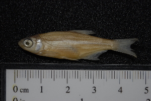  (Blicca hybridUS01 - ZSM BayFi 1877)  @11 [ ] CreativeCommons - Attribution Non-Commercial Share-Alike (2015) SNSB, Zoologische Staatssammlung Muenchen SNSB, Zoologische Staatssammlung Muenchen